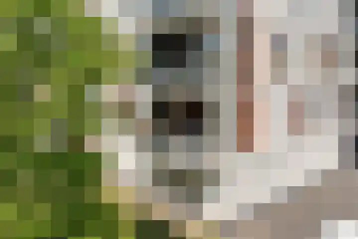 Brasem 108 Doetinchem thumbnail 41