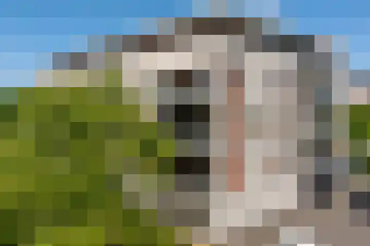 Brasem 108 Doetinchem thumbnail 42