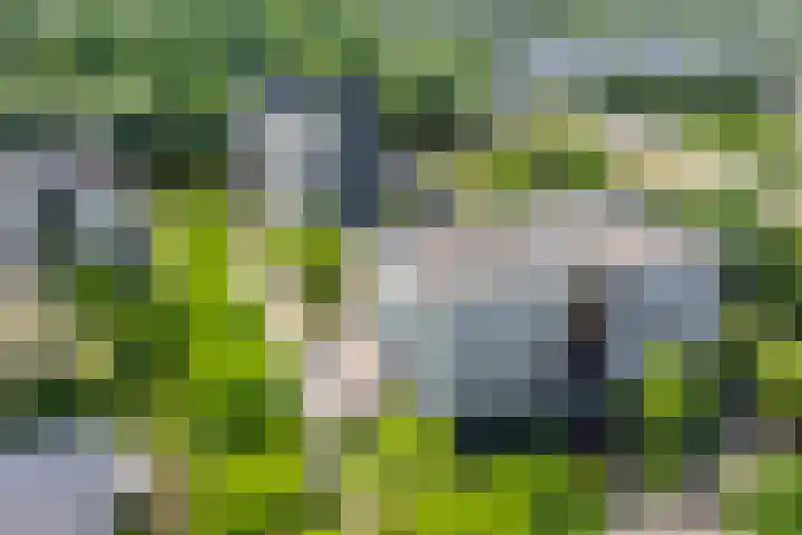 Brasem 108 Doetinchem thumbnail 45