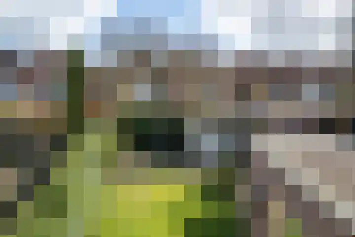 Brasem 16 Tiel thumbnail 51