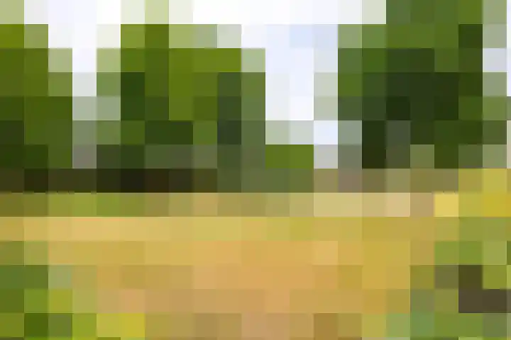 Brasem 166 Doetinchem thumbnail 43