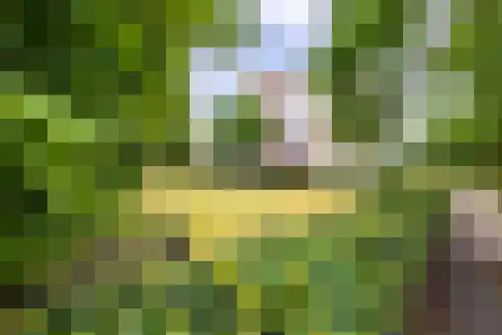 Brasem 166 Doetinchem thumbnail 45
