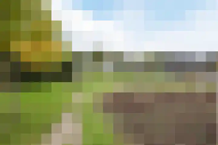 Brasem 2 Nieuwleusen thumbnail 51