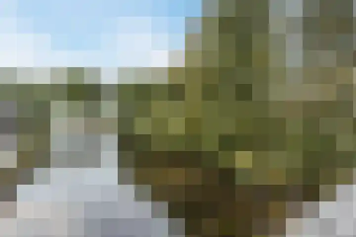 Brasem 2 Nieuwleusen thumbnail 52