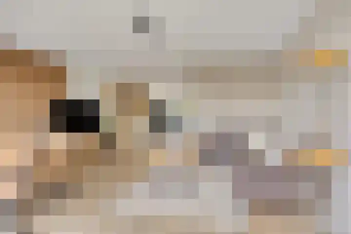 Brasem 20 Amersfoort thumbnail 20