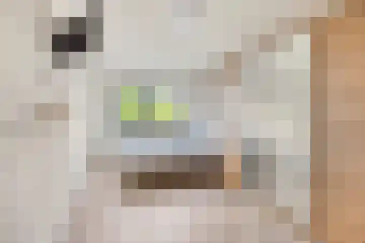 Brasem 20 Amersfoort thumbnail 34