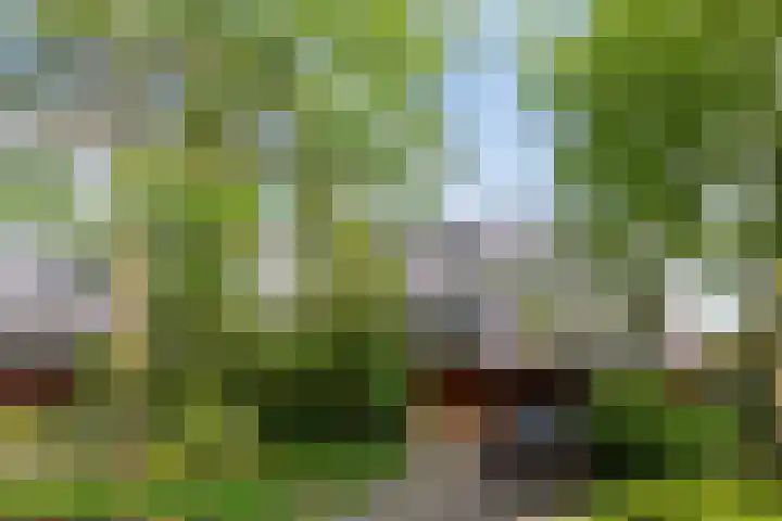 Brasem 20 Amersfoort thumbnail 50