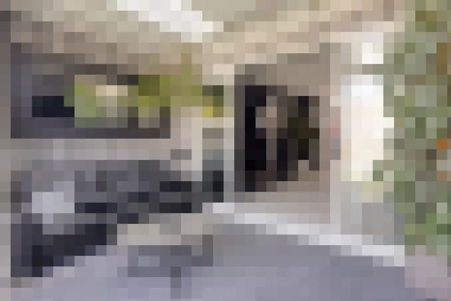 Brasem 7 Hellevoetsluis thumbnail 9