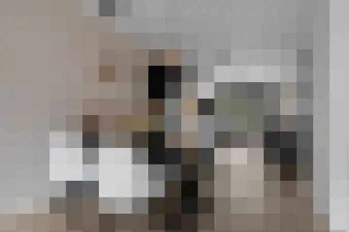Brasem 7 Waddinxveen thumbnail 11