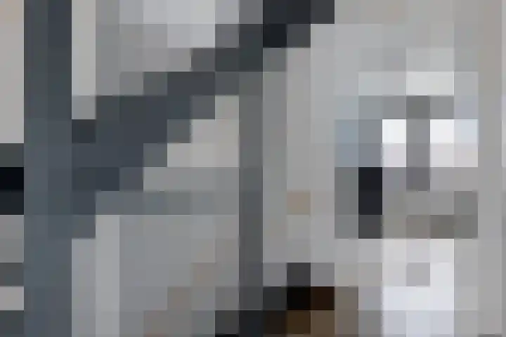 Brasem 7 Waddinxveen thumbnail 16