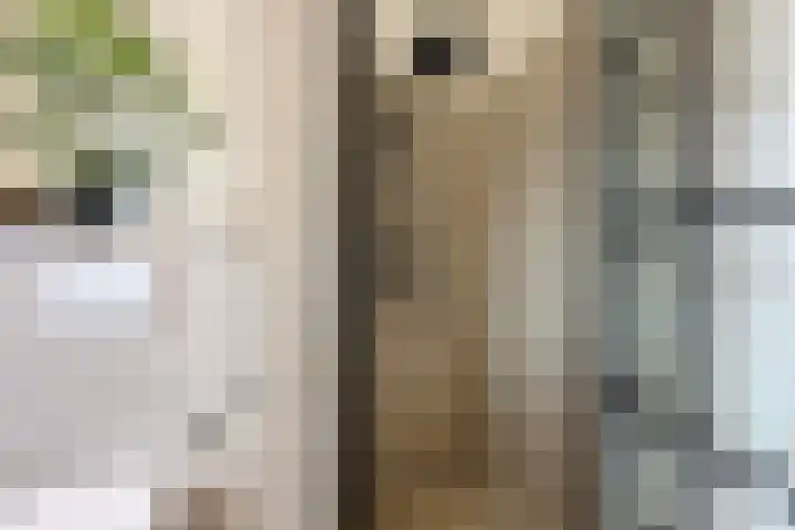 Brasem 7 Waddinxveen thumbnail 22
