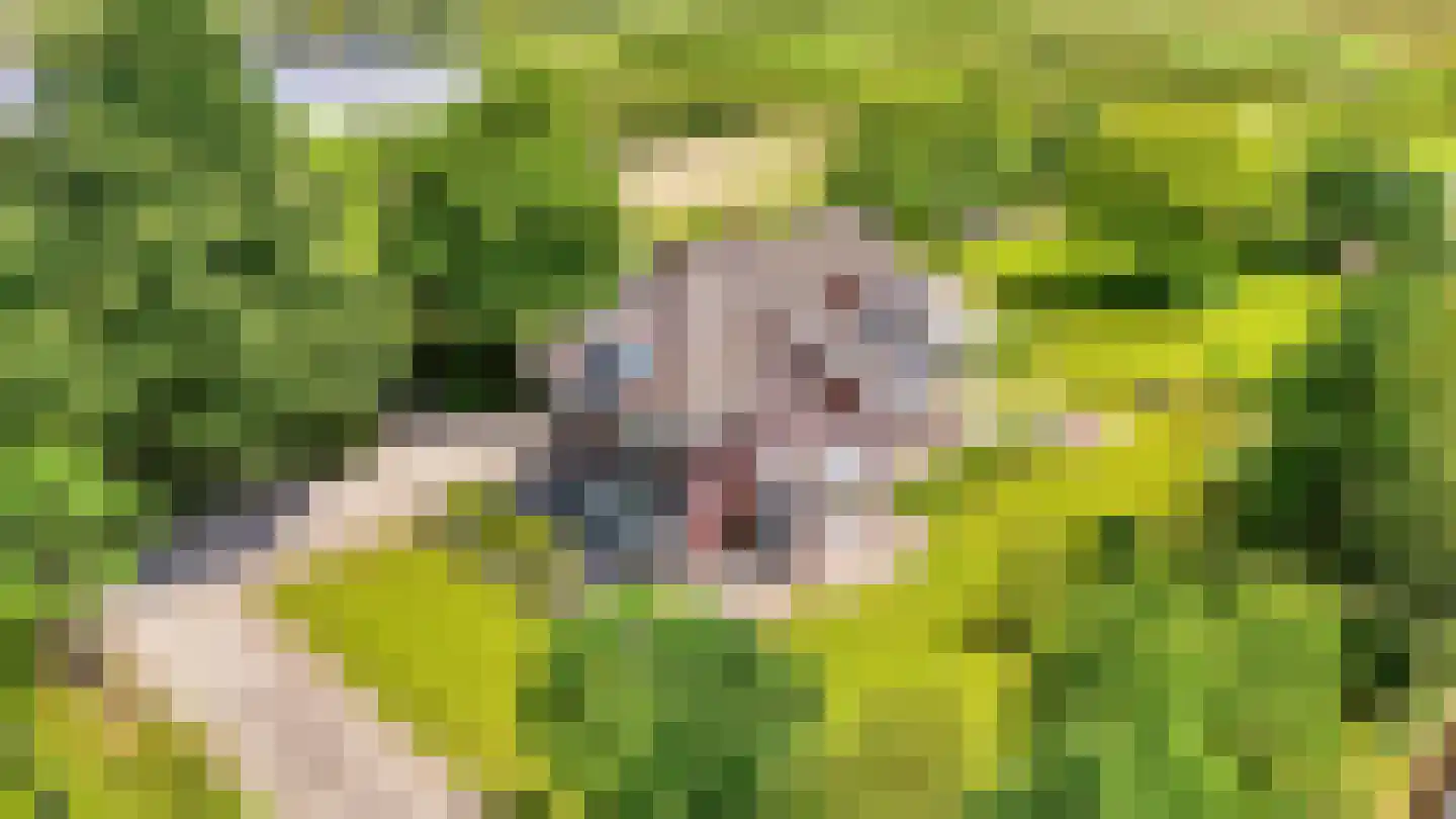 Bredaseweg 24 Zundert thumbnail 30