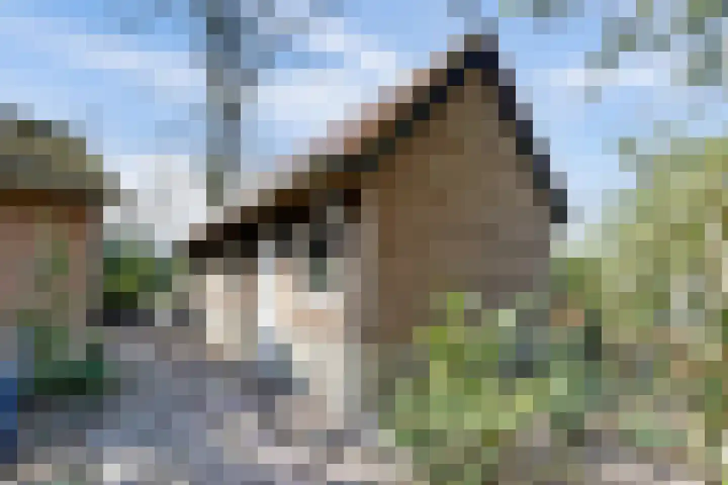 Bredaseweg 39 Rijsbergen thumbnail 60