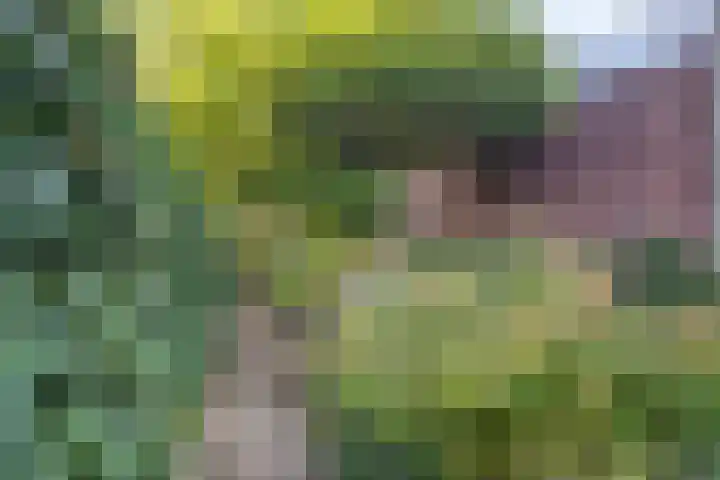 Bredaseweg 50 Oosterhout thumbnail 6