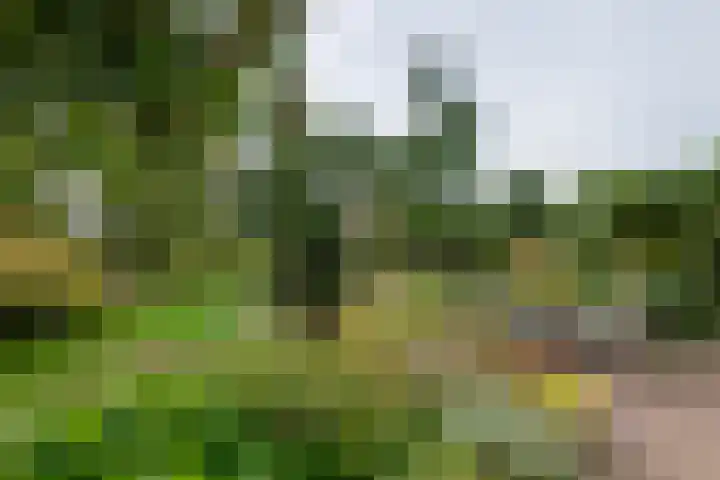Brederode 12 Tiel thumbnail 34