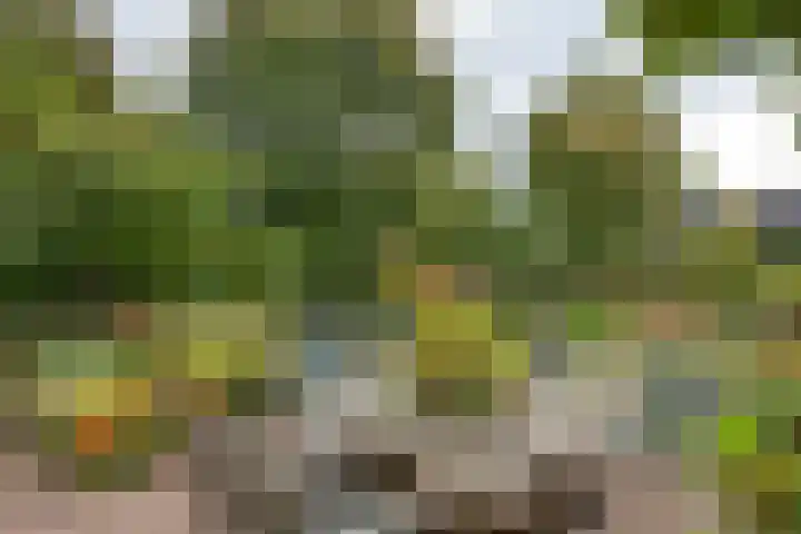 Brederode 12 Tiel thumbnail 36