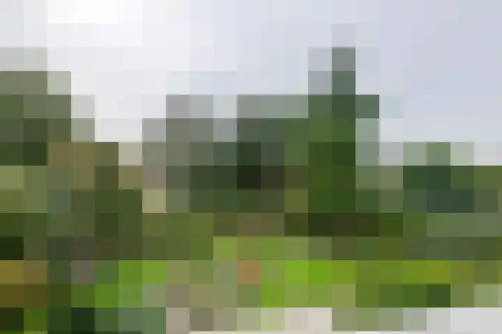 Brederode 12 Tiel thumbnail 64