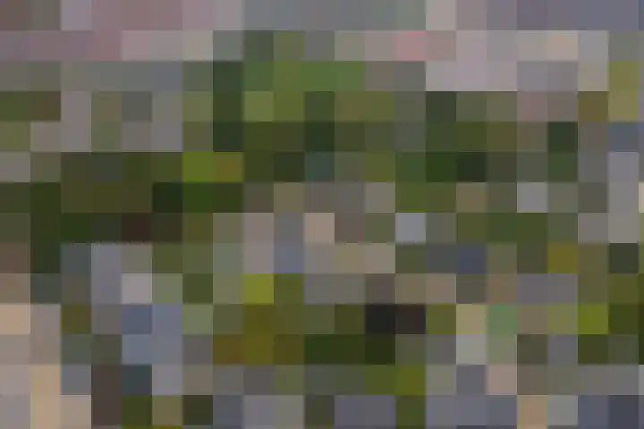 Brederode 12 Tiel thumbnail 74
