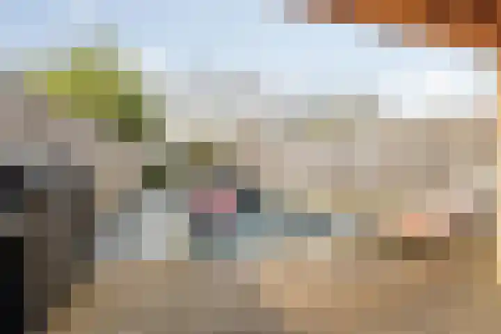 Brederode 51 Duiven thumbnail 43