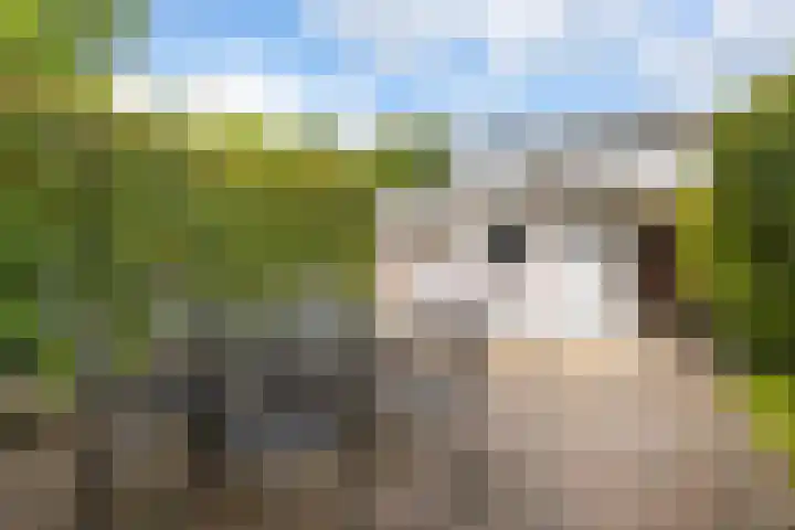 Brederodelaan 68 Veenendaal thumbnail 30