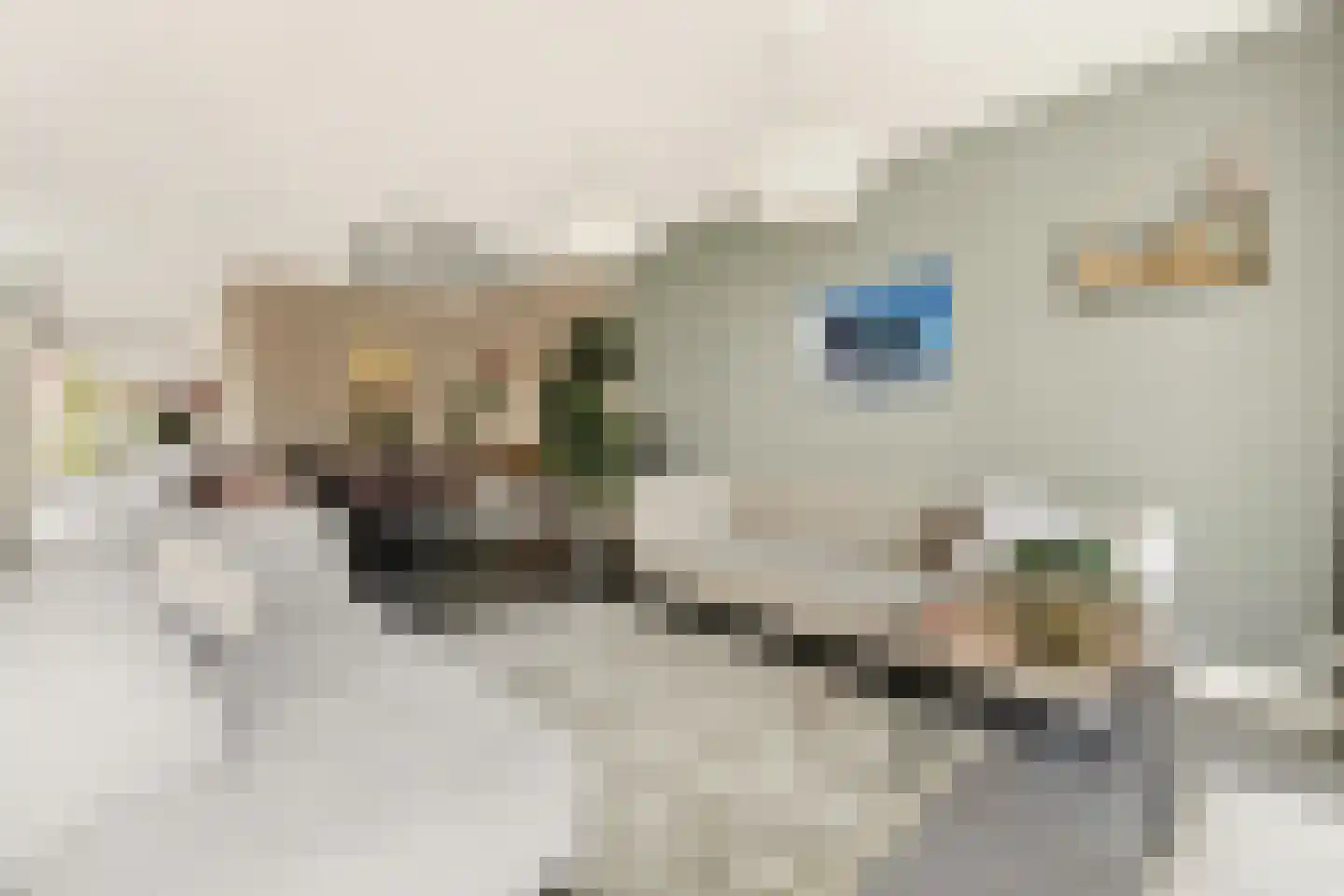 Brederodepeer 16 Boskoop thumbnail 30