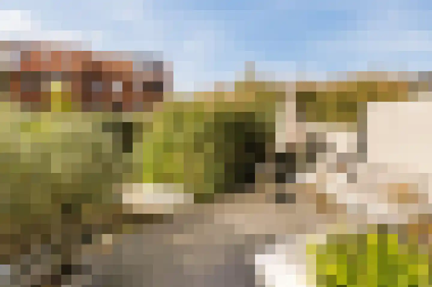 Brederodepeer 16 Boskoop thumbnail 62