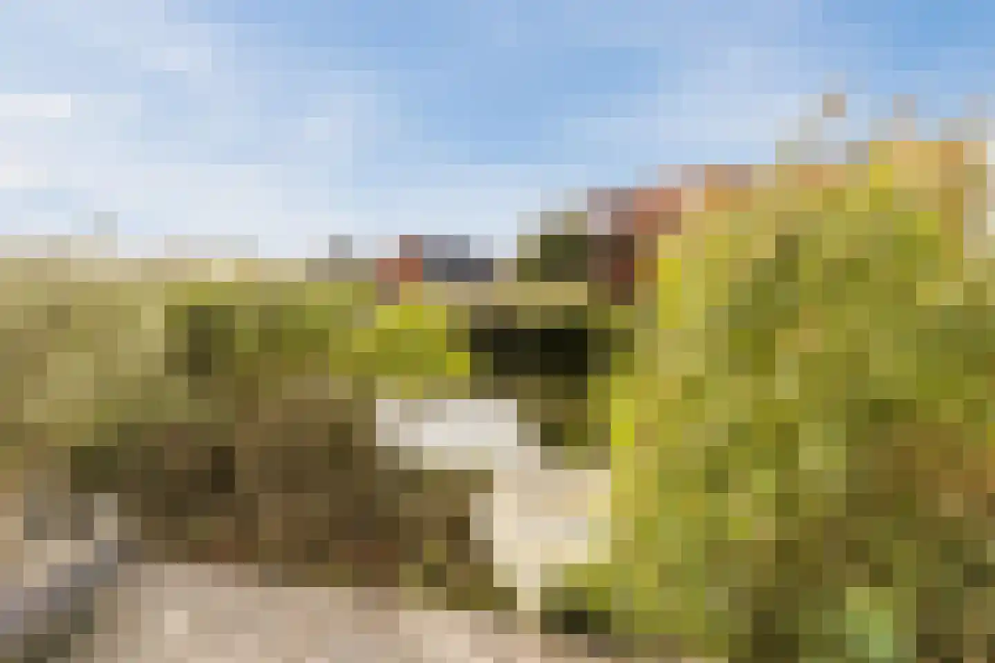 Brederodepeer 16 Boskoop thumbnail 64