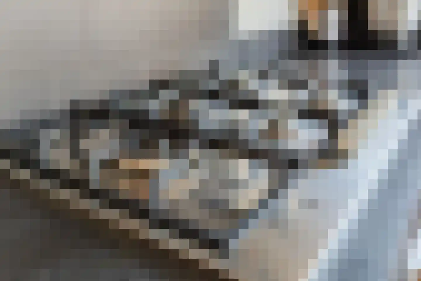 Brederodepeer 50 Boskoop thumbnail 20
