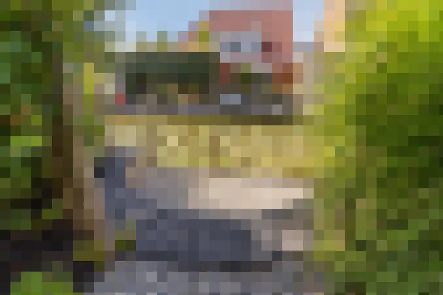 Brederodepeer 50 Boskoop thumbnail 46