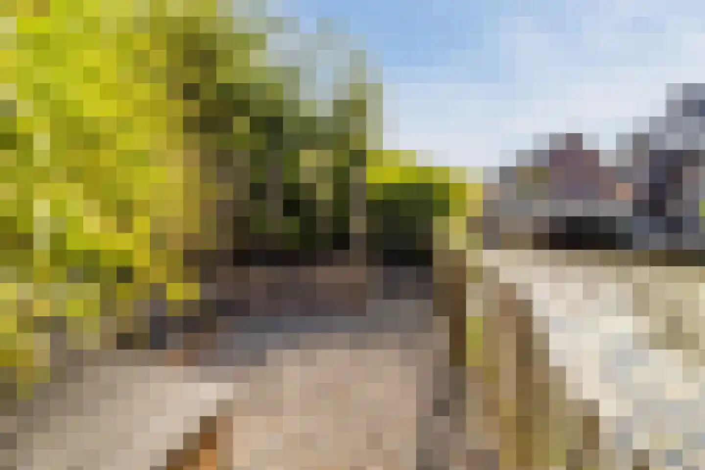Brederodepeer 50 Boskoop thumbnail 48