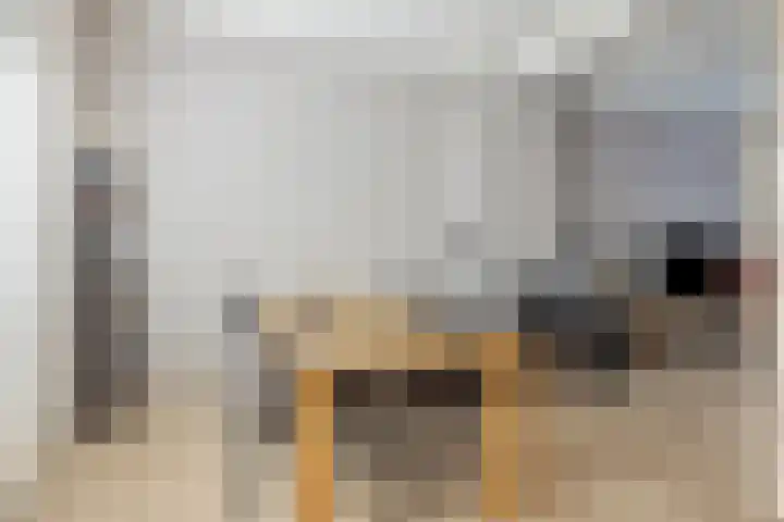 Bredeweg 377 Roermond thumbnail 8
