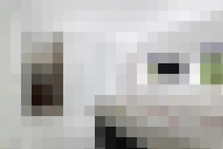 Brédyk 2 Feinsum thumbnail 29
