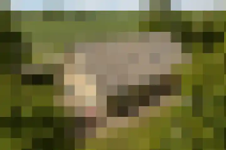 Brédyk 2 Feinsum thumbnail 55