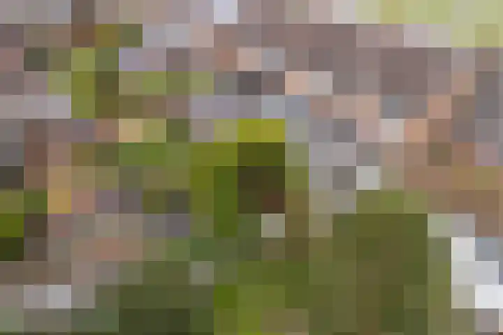 Brédyk 61 Goutum thumbnail 27