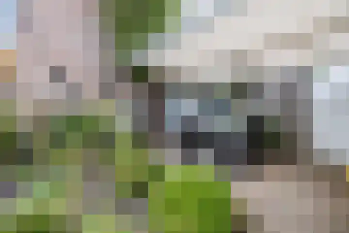 Breebroek 20 Rijen thumbnail 48