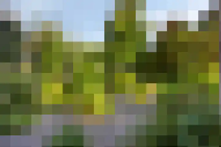 Breedeweg 35 Castricum thumbnail 6