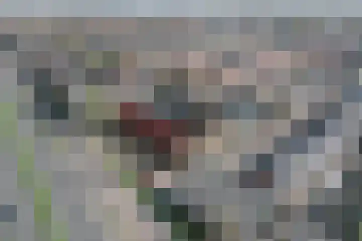 Breedweer 84 Koog aan de Zaan thumbnail 10
