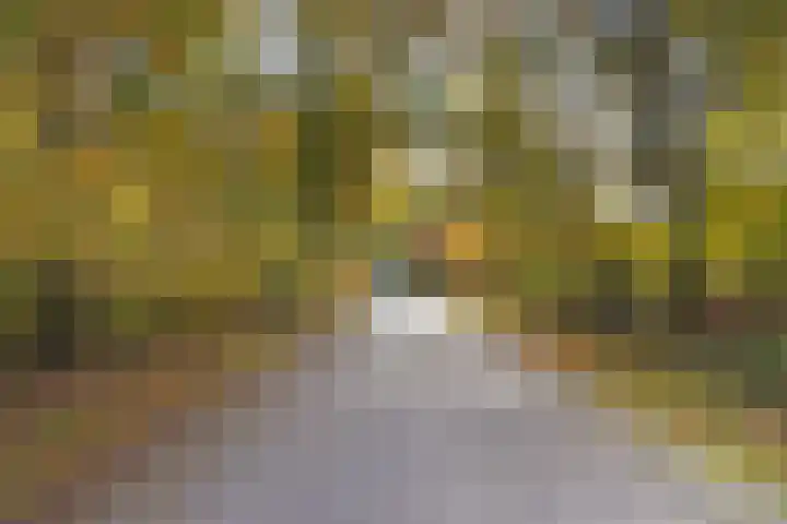 Breestraat 14 Maasbree thumbnail 39