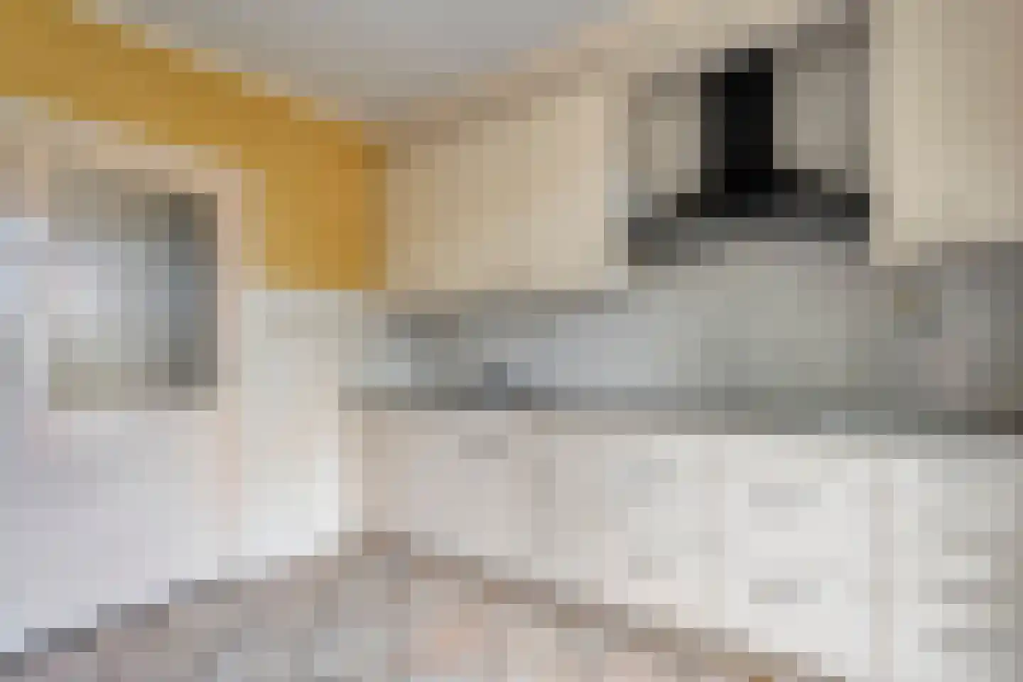 Breestraat 17 Blokzijl thumbnail 21