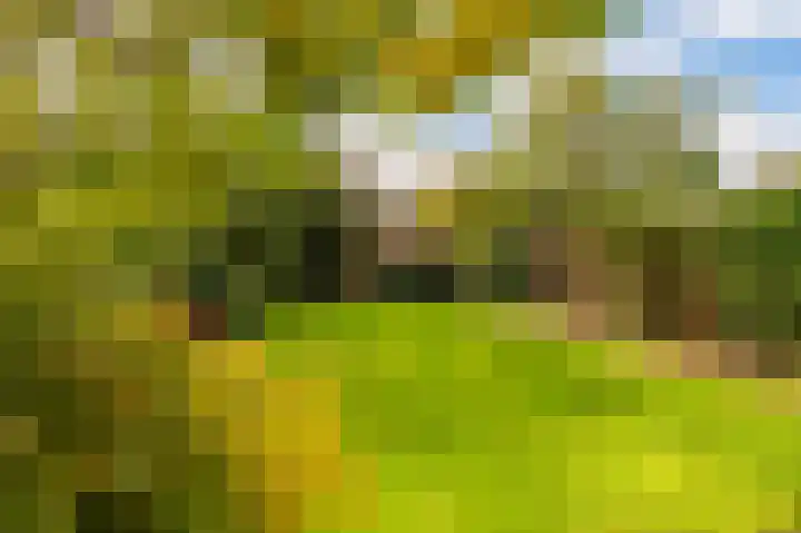 Breeuwer 31 Sappemeer thumbnail 30