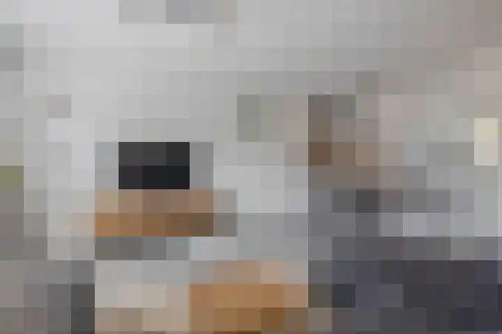 Brekelsveld 68 Rotterdam thumbnail 16