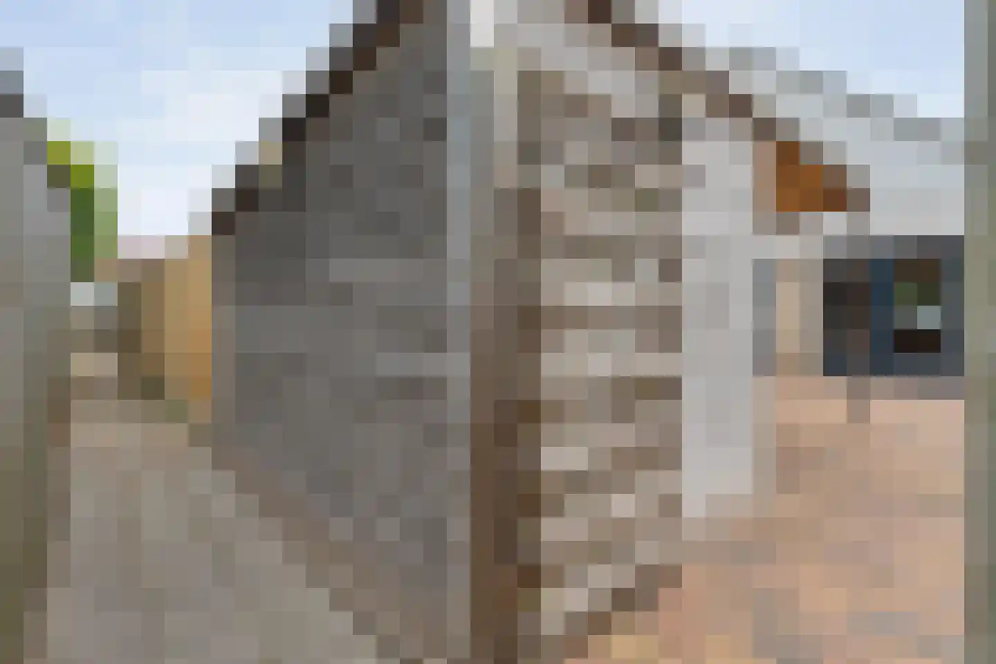 Brem 8 Coevorden thumbnail 44