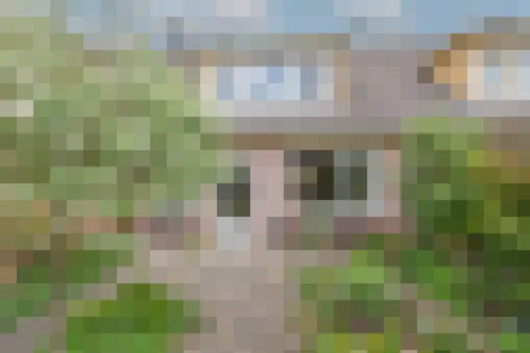Bremakker 11 Groet thumbnail 18