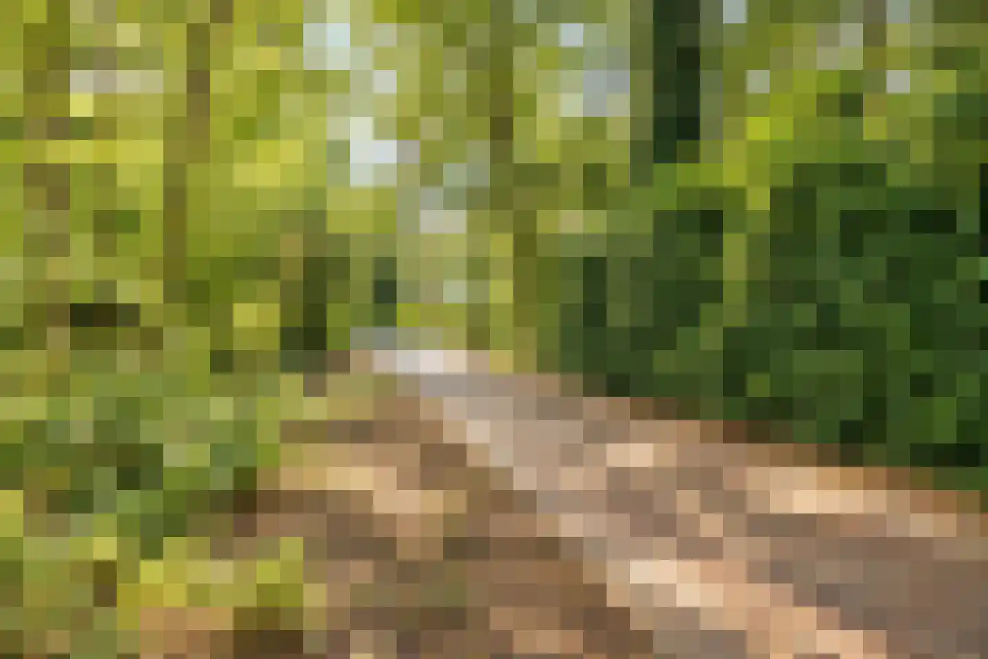 Bremdreef 4 Bergeijk thumbnail 68