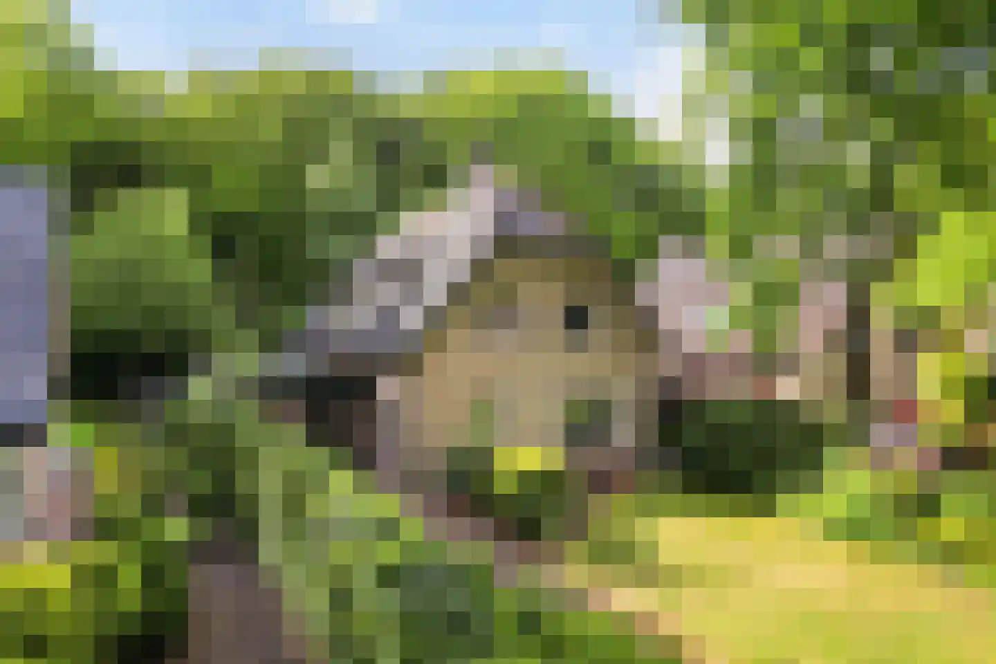 Bremhoek 49 Nunspeet thumbnail 39