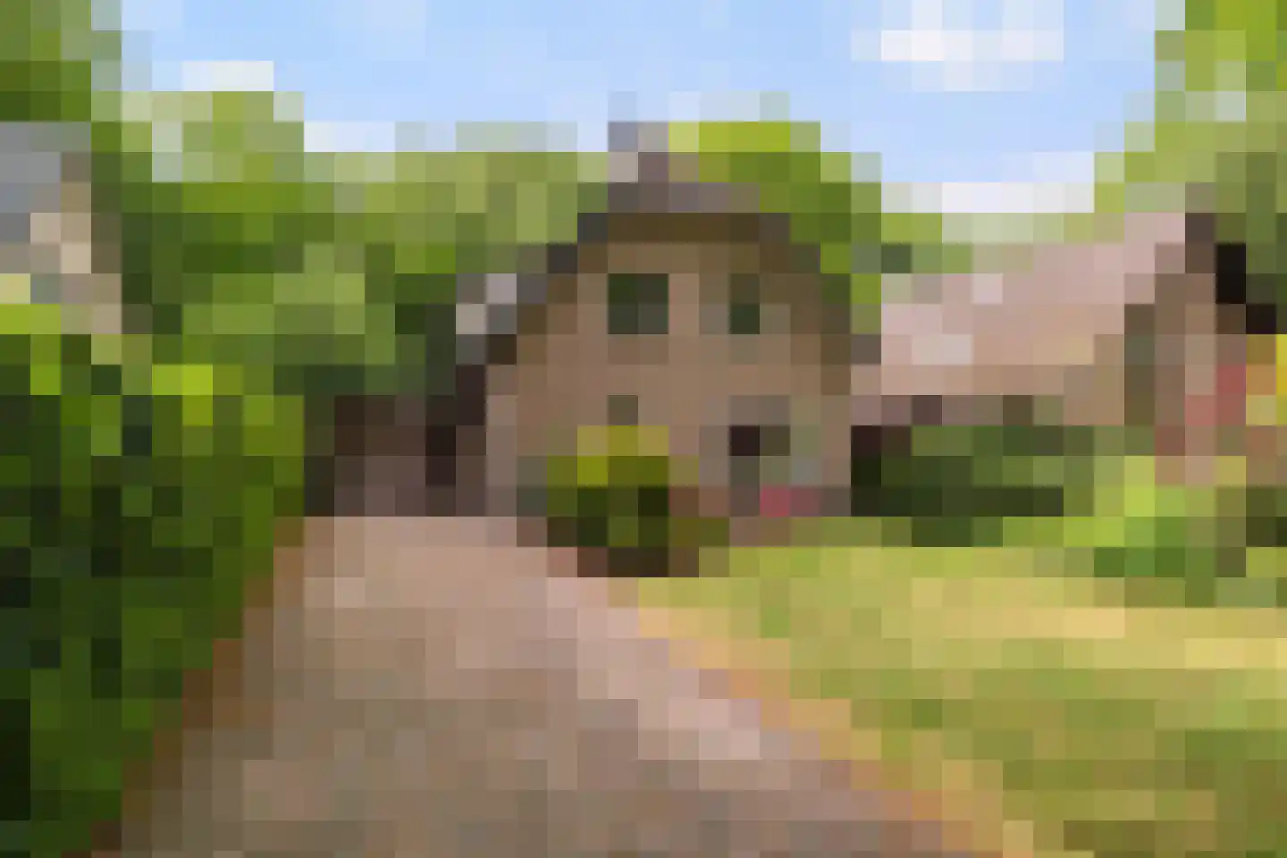 Bremhoek 49 Nunspeet thumbnail 4