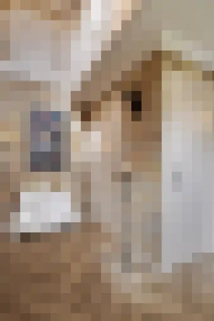 Bremstraat 116 St. Willebrord thumbnail 13