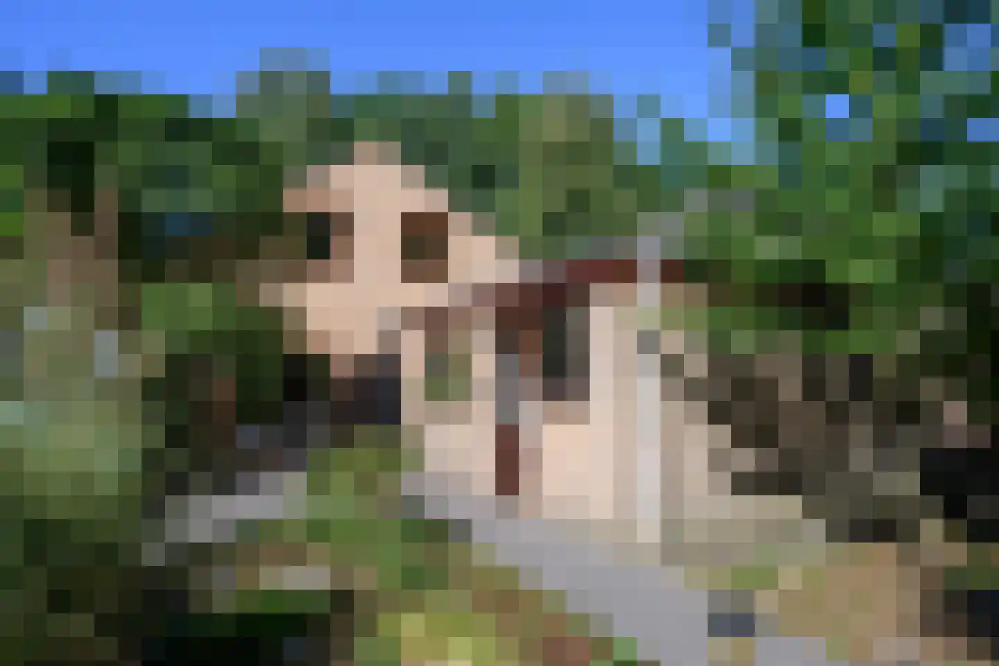 Breukinklaan 22 Dieren thumbnail 39