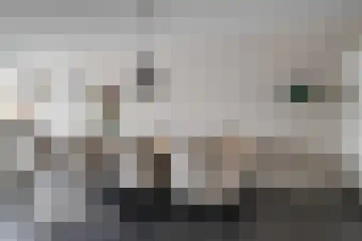 Breukkruid 2 Veenendaal thumbnail 12