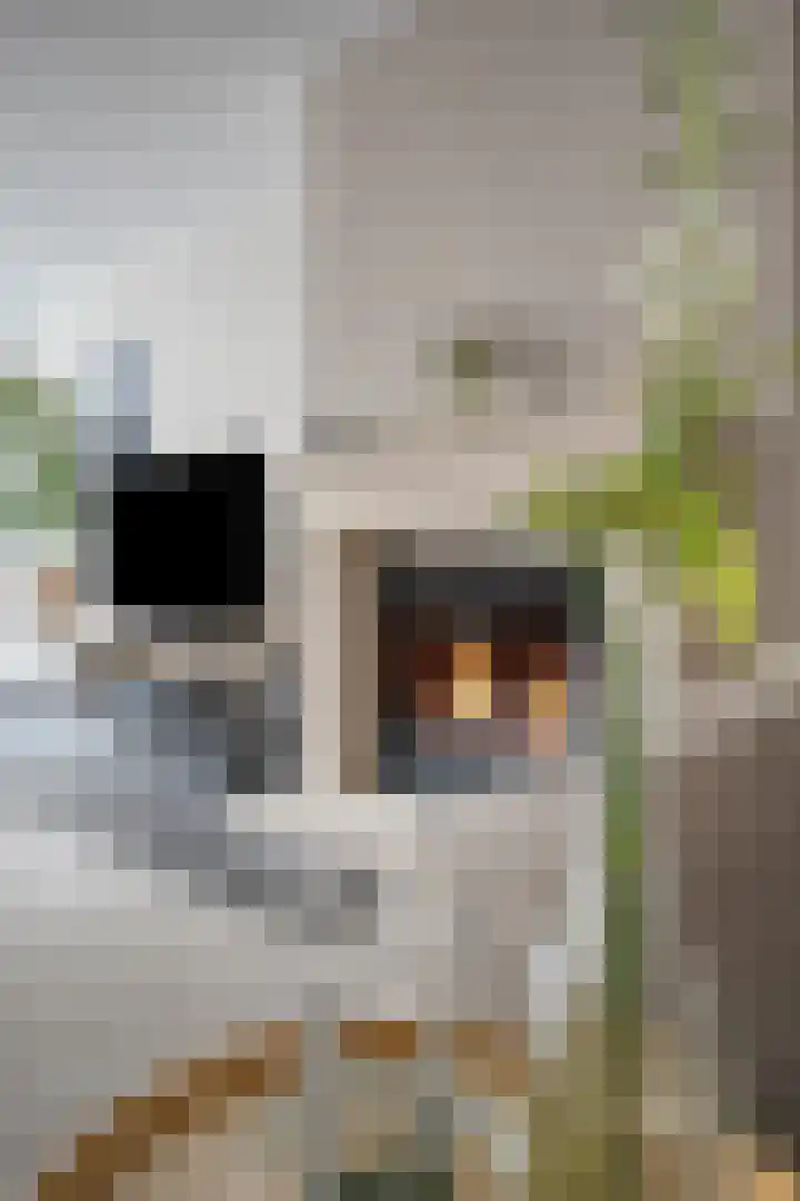 Breukkruid 2 Veenendaal thumbnail 16